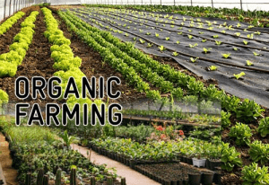 Organic Farming Business Ideas in Mumbai