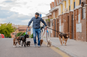 dog walking-Business Ideas in Assam