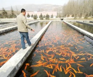Fish Farming