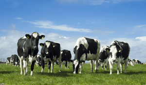 Dairy Farming