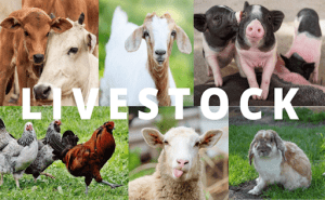 Livestock farming