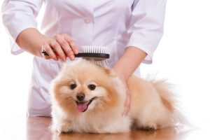 Pet Care Services
