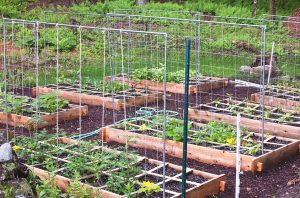 Edible Garden Installation