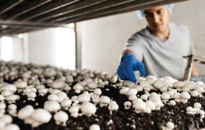 Mushroom-Farming-Agriculture Business Ideas