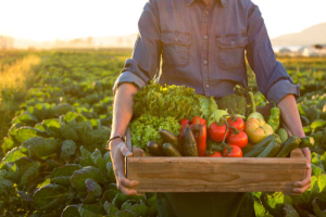 Vegetable-Farming-Agriculture Business Ideas