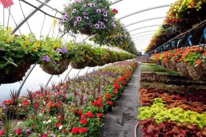 Plant Nursery or Gardening Services