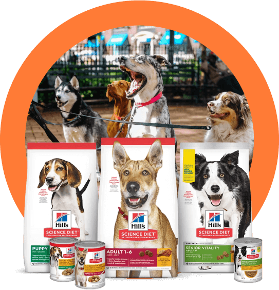 dog photos for pet breeders' websites.
                            